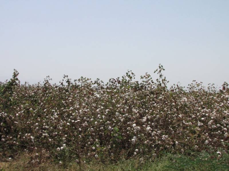 po drodze - plantacje bawełny