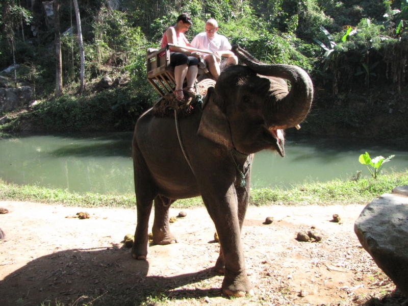 przejażdżka na słoniu po dżungli 