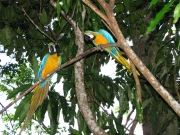 Mis Palafitos na Orinoko i udomowione papugi